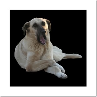 Kangal Dog Yawning Vector Cut Out Posters and Art